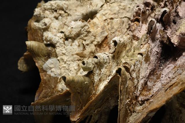鋸齒牡蠣藏品圖，第4張