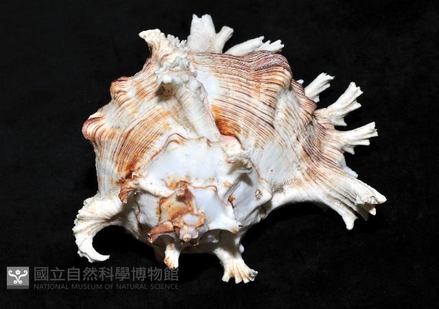 大千手螺藏品圖，第4張
