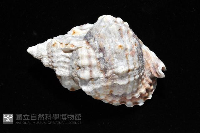 扭法螺藏品圖，第4張