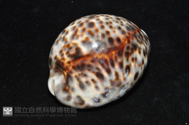 黑星寶螺藏品圖，第4張