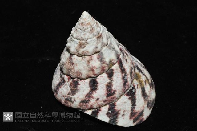 紅斑鐘螺藏品圖，第4張