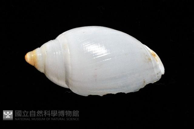白彈頭螺藏品圖，第4張