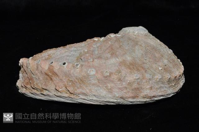 赤金鮑螺藏品圖，第4張