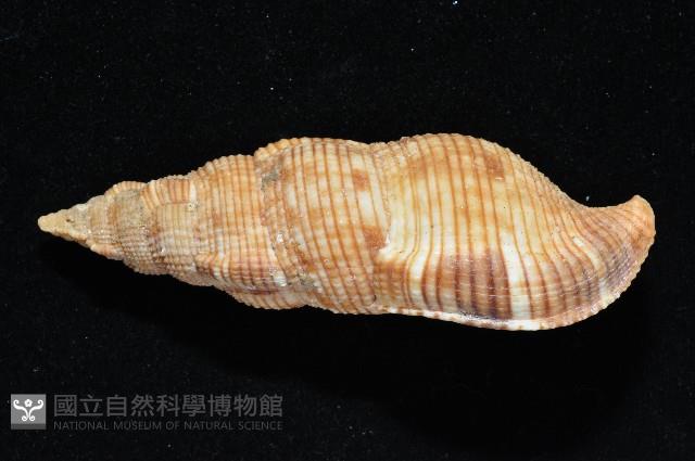 梭氏布紋螺藏品圖，第4張