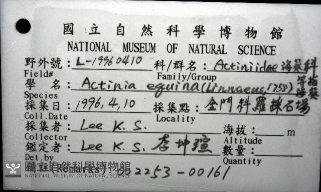 等指海葵藏品圖，第4張