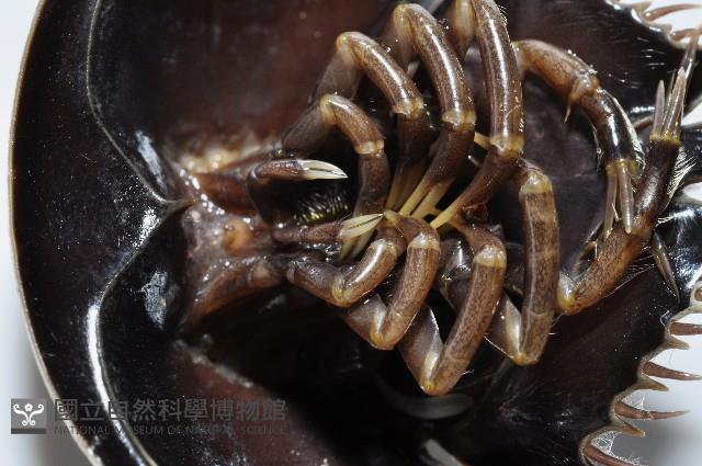 中國鱟(三刺鱟)藏品圖，第4張