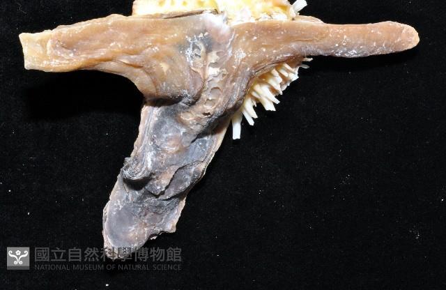 丁蠣藏品圖，第5張