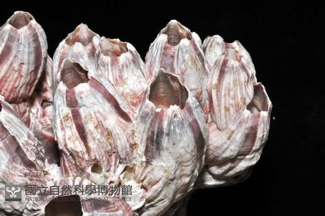 縱肋巨藤壺藏品圖，第4張