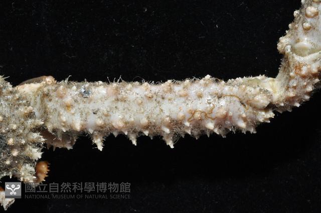 棘刺菱蟹藏品圖，第4張