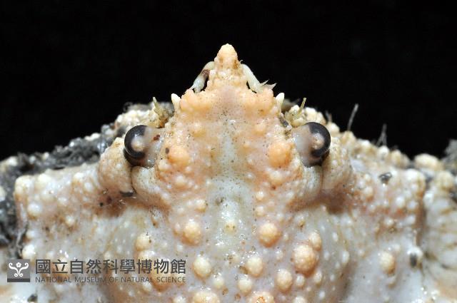 強壯菱蟹藏品圖，第4張