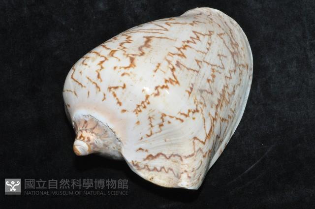 舞袖渦螺藏品圖，第4張