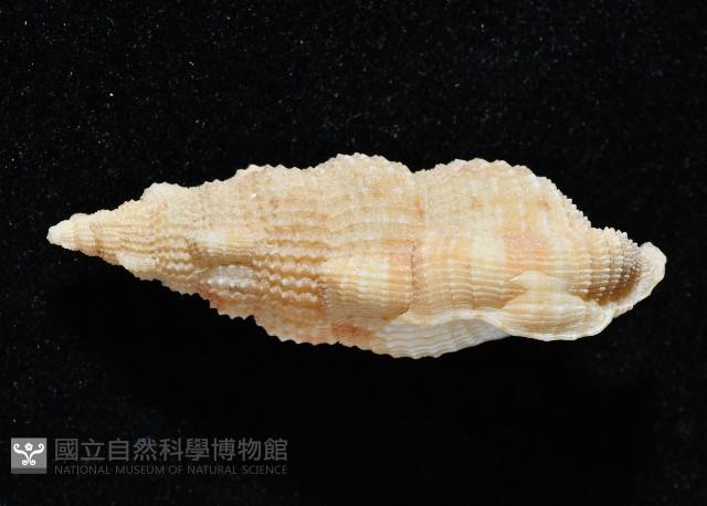卡明氏布紋螺藏品圖，第4張