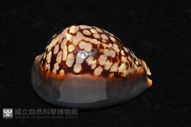 龜甲寶螺藏品圖，第4張