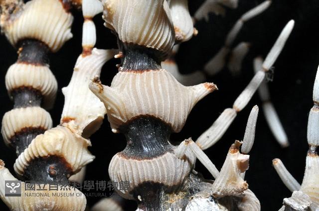 未知種海竹珊瑚藏品圖，第4張