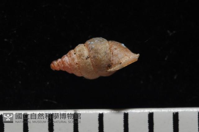 趙氏芝麻蝸藏品圖，第4張