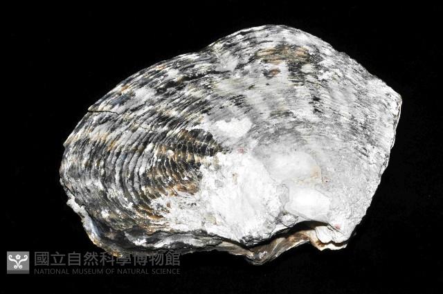 黑蝶珍珠蛤藏品圖，第4張