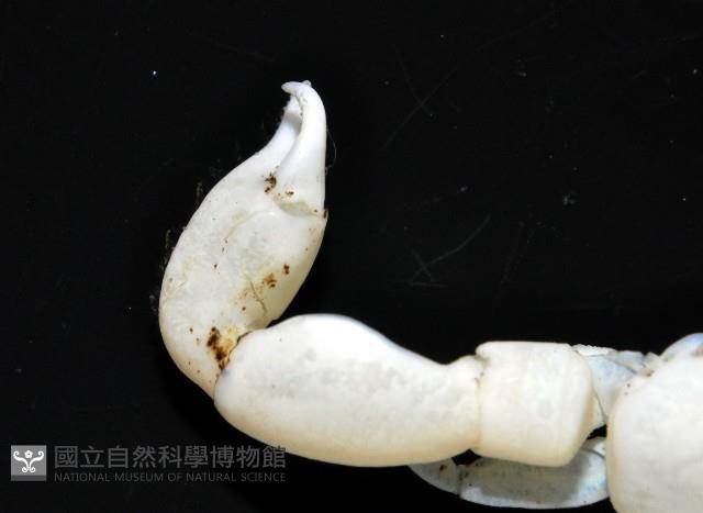 美麗多指瓷蟹藏品圖，第4張