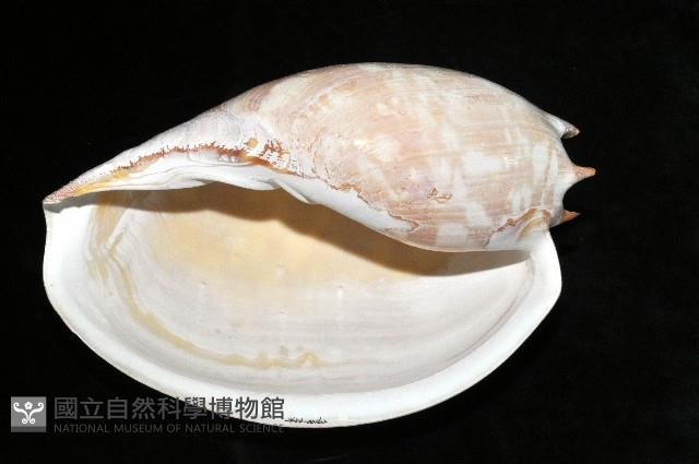 閃電椰子渦螺藏品圖，第4張