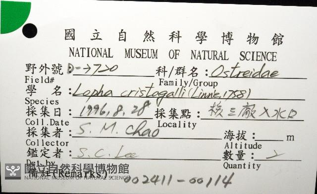 鋸齒牡蠣藏品圖，第16張