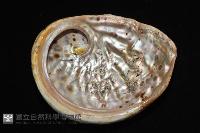 赤金鮑螺藏品圖，第17張