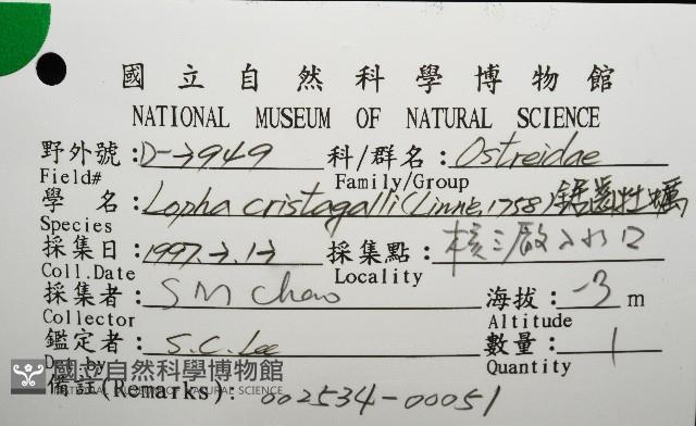 鋸齒牡蠣藏品圖，第16張