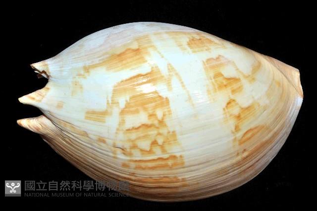 閃電椰子渦螺藏品圖，第16張