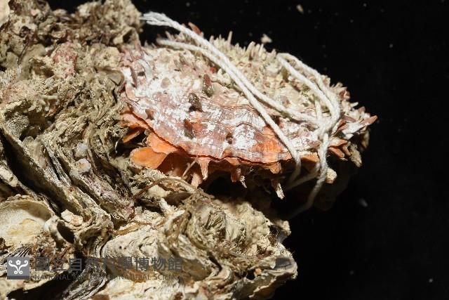 紫斑海菊蛤藏品圖，第6張