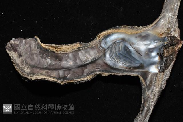 黑丁蠣藏品圖，第6張
