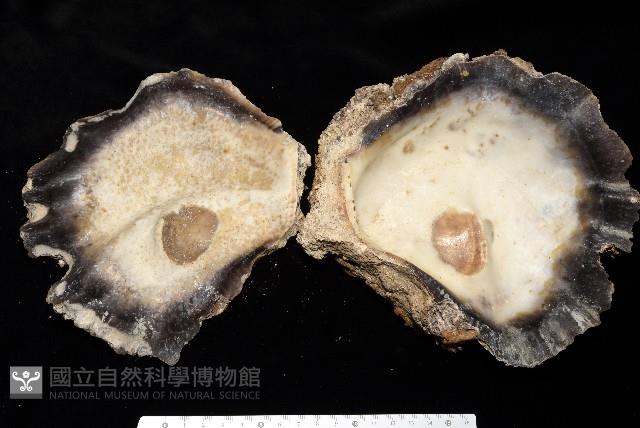 鋸齒牡蠣藏品圖，第6張