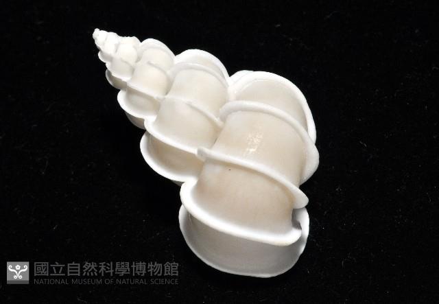 綺螄螺藏品圖，第6張