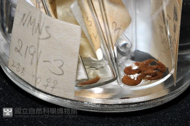 鳳凰母布氏蝦藏品圖，第6張