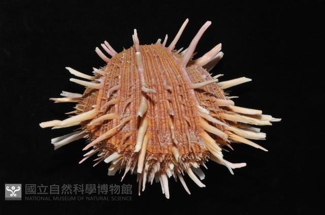 猩猩海菊蛤藏品圖，第6張