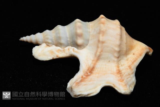 鵜足螺藏品圖，第6張