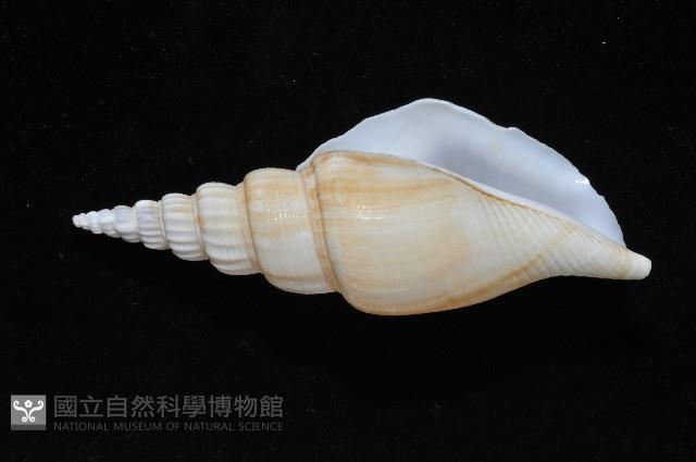 竹筍鳳凰螺藏品圖，第6張