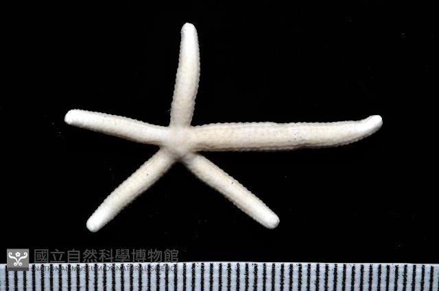 多篩指海星藏品圖，第6張