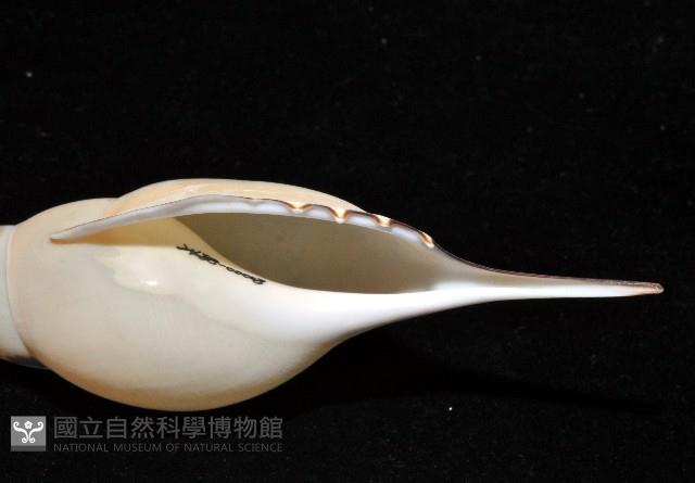 馬丁長鼻螺藏品圖，第6張