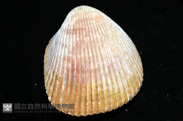 長鳥尾蛤藏品圖，第6張