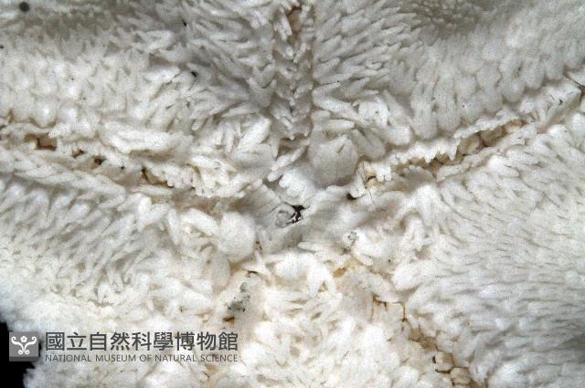 花冠海燕藏品圖，第6張