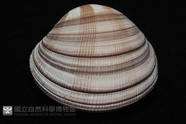 鉛球簾蛤藏品圖，第6張