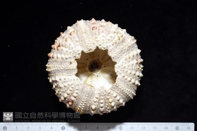沙氏(藍環)冠海膽藏品圖，第6張