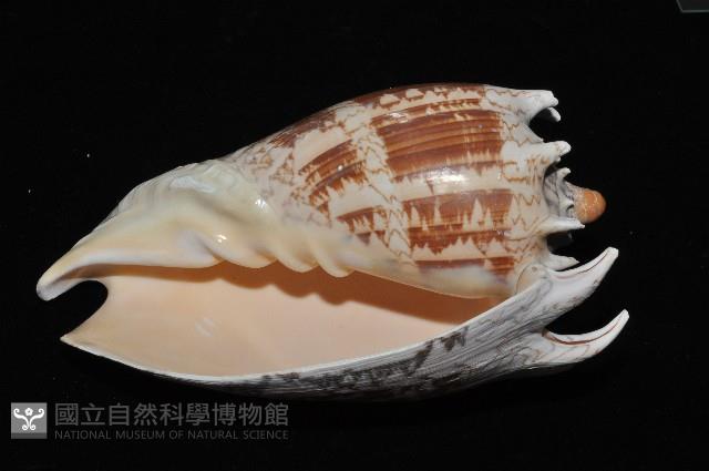 帝王渦螺藏品圖，第6張