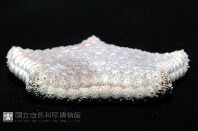 麵包海星(饅頭海星)藏品圖，第6張