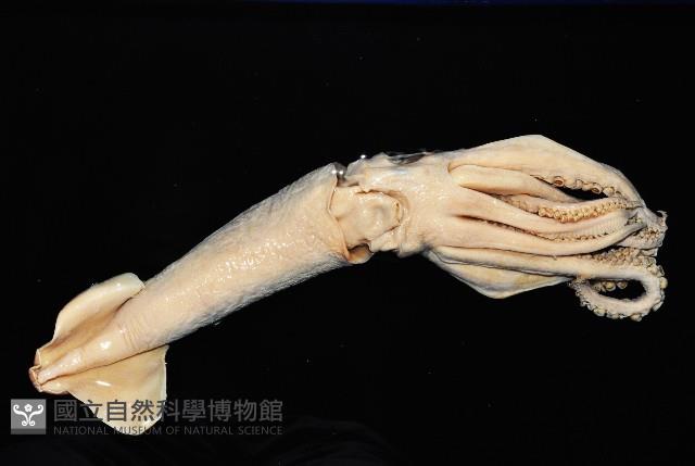 夏威夷雙柔魚藏品圖，第6張