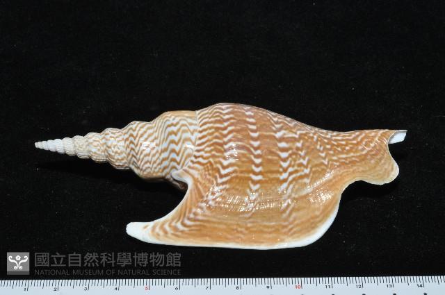 金斧鳳凰螺藏品圖，第6張