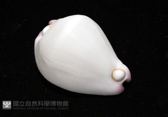 玉兔螺藏品圖，第6張