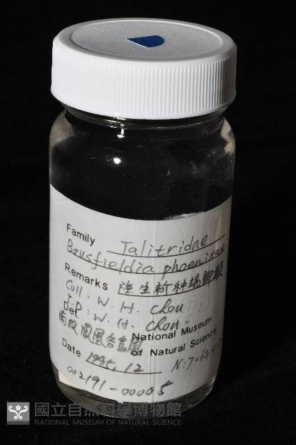鳳凰母布氏蝦藏品圖，第6張