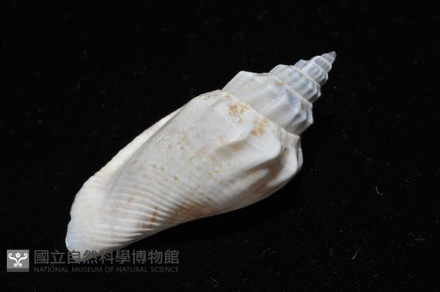 黑嘴鳳凰螺藏品圖，第6張