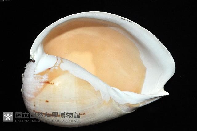 印尼椰子渦螺藏品圖，第6張