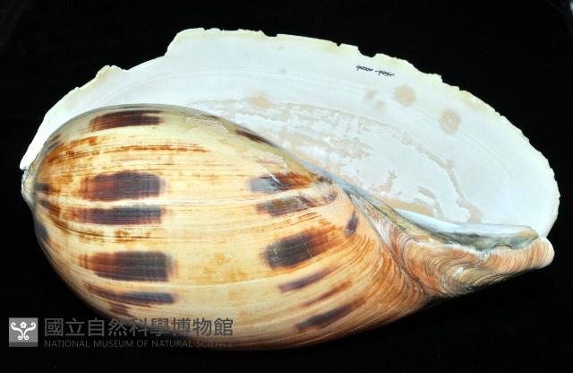 椰子螺藏品圖，第6張