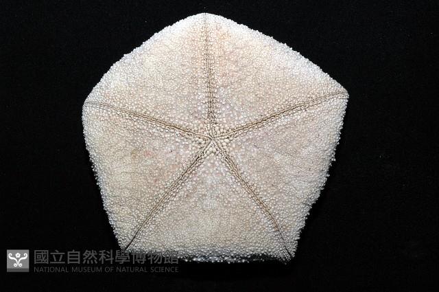 麵包海星(饅頭海星)藏品圖，第6張